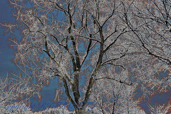 Winter #1