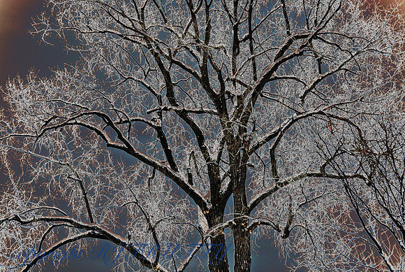 Winter #4