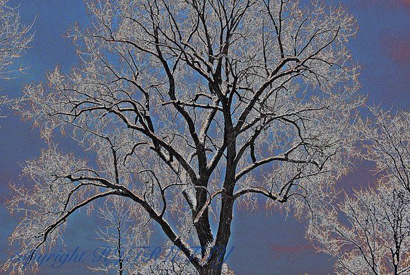 Winter #2