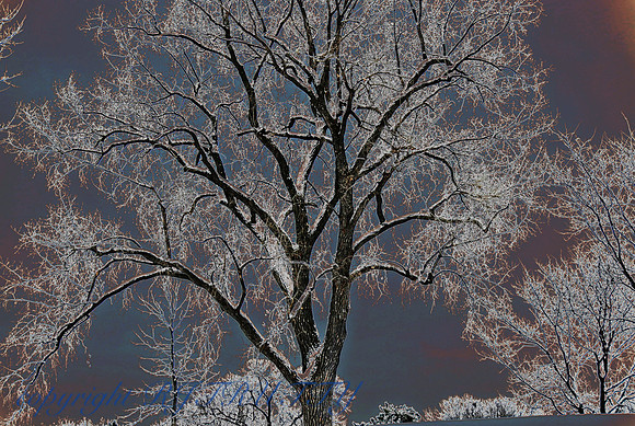 Winter #3